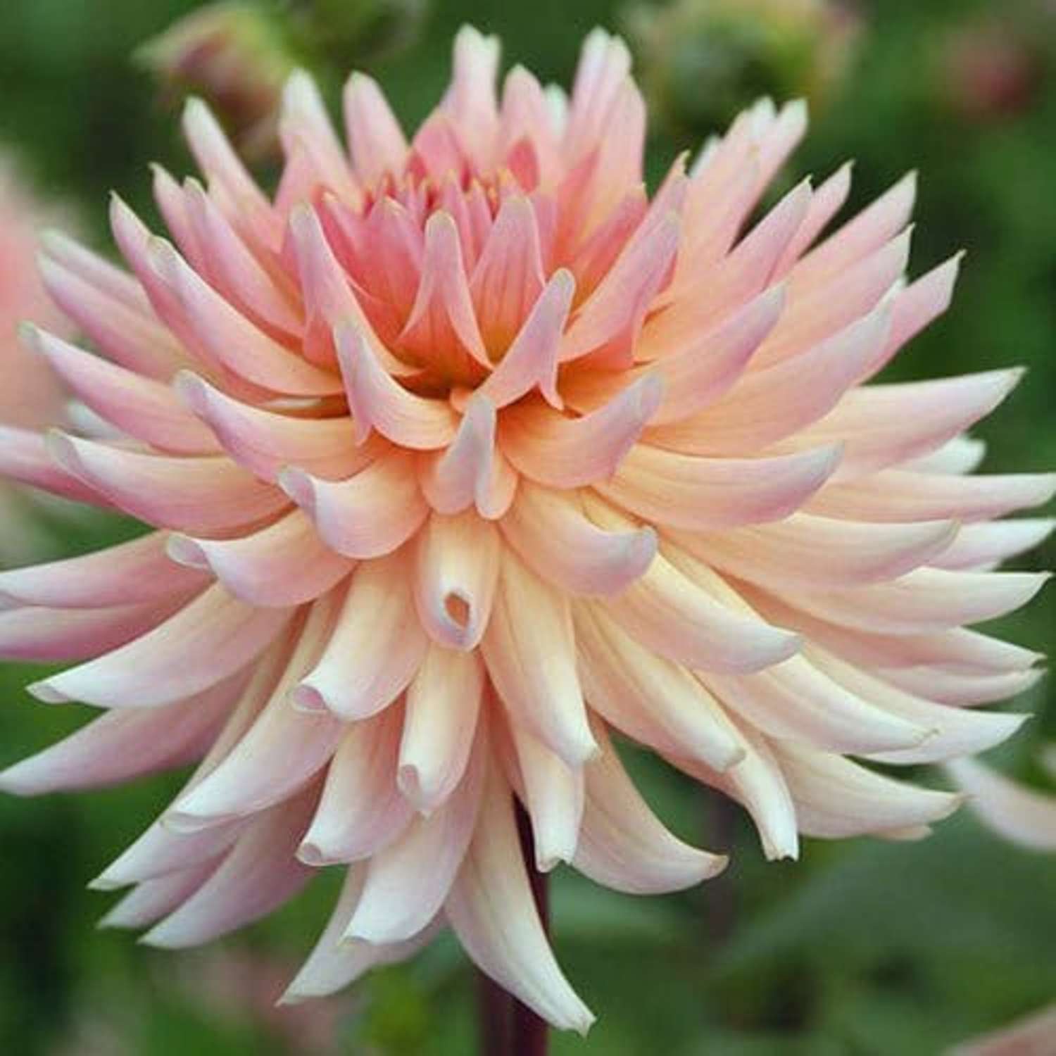 Dahlie 'Henriëtte'